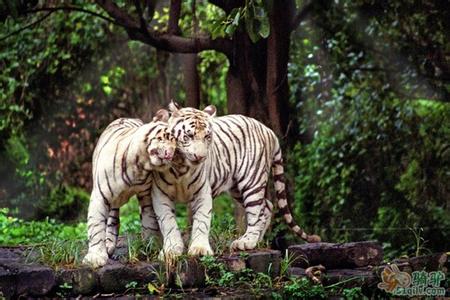 廣州番禺長隆野生動(dòng)物世界全新羊園、廣州嶺南印象園、花城廣場歡樂二天