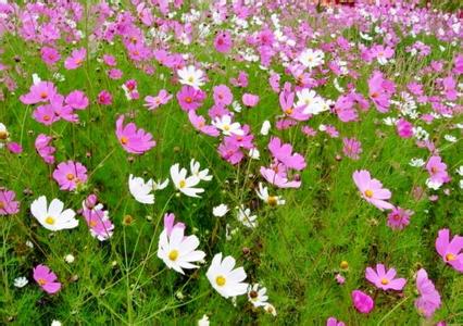 東莞浪漫松山湖夢(mèng)幻百花洲賞花體驗(yàn)一天