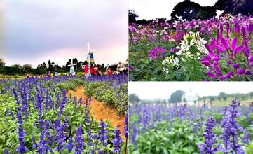 東莞夢幻百花洲賞花浪漫松山湖騎行隱賢山莊2天