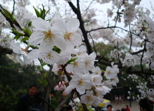 神農(nóng)架祭壇、天生橋、武當(dāng)山、李煥英拍攝地、古隆中、夜游唐城雙飛5日游